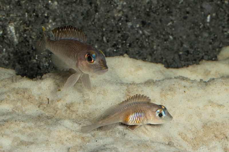 Lamprologus laparogramma 'Namansi'